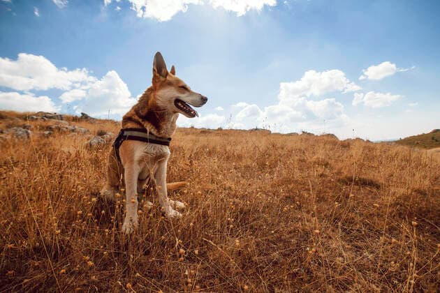 IMAGO Creative, Jahreszeit Herbst auf dem Land View of charming dog sitting on golden grass in rural field on background of blue sky in sunlight AlbertoMenendez_RedDog_12 Copyright: xAlbertoxMendendezx Model Released