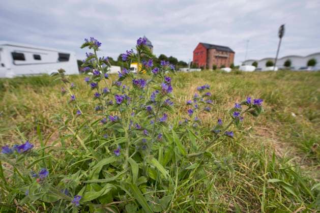 Gemeiner Natternkopf, Gewoehnlicher Natternkopf (Echium vulgare), bluehend auf einer Wiese, Deutschland blueweed, blue devil, viper s bugloss, common viper s-bugloss (Echium vulgare), blooming in a meadow, Germany BLWS674391 *** Common adderhead, Usual Viper s Head Echium vulgare , blooming at a Meadow, Germany blueweed, Blue demon, Viper S bugloss, Common Viper S bugloss Echium vulgare , blooming in a meadow, Germany BLWS674391 Copyright: xblickwinkel F.xHeckerx