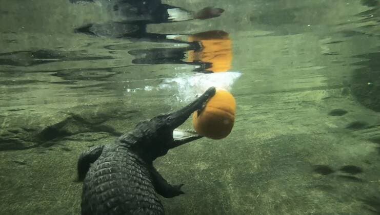 **VIDEO AVAILABLE: CONTACT INFO@COVERMG.COM TO RECEIVE** With October on the way here the animals at Oregon Zoo have been enjoying their favourite autumn treats - gourds. Among the animals snacking on delicious pumpkins with Halloween just a month away were the river otters: Tilly, Flora and Hobson, who nibbled away at a Jack-O-Lantern, the red panda Moshu, the Zoo?s African-crested porcupine, Sharpie, Maple the beaver, and the ring-tailed lemurs Holly and Gizmo. A host of bigger beasts also got in on the act including the majestic Eastern black rhino, King, and the Asian elephants, Rose-Tu, Shine, Samudra, who crushed giant gourds beneath their mighty hooves. Some of the Zoo?s top predators even took a break from their usual diets to Copyright: xx 52026662 EDITORIAL USE ONLY. NOT FOR USE BY NEWSPAPERS BASED IN THE UK.