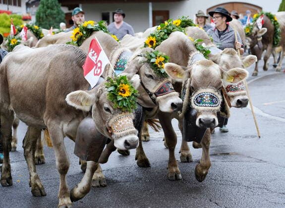 Entertainment Themen der Woche KW39 Entertainment Bilder des Tages Foto Manuel Geisser 01.10.2022 Kuhe Alpwirtschaft Almabtrieb. Bild : Grosse Alpabfahrt Melchsee-Frutt - Kerns ( Dorf Kerns) *** Photo Manuel Geisser 01 10 2022 cows alpine economy alpine pasture drive picture big alpine pasture Melchsee Frutt Kerns village Kerns