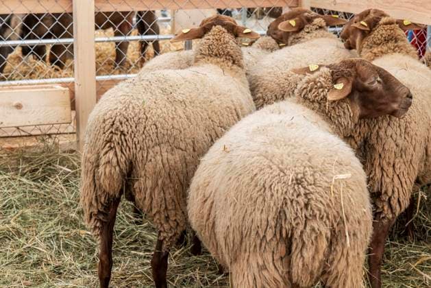 Coburger Fuchsschaf. Original Braunvieh, Kalb. Landwirtschaftliches Hauptfest LWH auf dem Cannstatter Wasen in Stuttgart. Rund 500 Aussteller präsentieren auf der Fachmesse für Land-, Forst- und Ernährungswirtschaft ihre Produkte. Bei der 101. Ausgabe des LWH sind auch rund 600 Tiere zu sehen. 25.09.2022: DEU, Deutschland, Baden-Württemberg, Stuttgart. *** Coburger Fuchsschaf Original Braunvieh, calf Main agricultural festival LWH at the Cannstatter Wasen in Stuttgart About 500 exhibitors present their products at the trade fair for agriculture , forestry and food industry At the 101 edition of the LWH also about 600 animals can be seen 25 09 2022 DEU, Germany, Baden Württemberg, Stuttgart