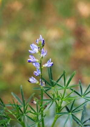Schmalblaettrige Lupine, Blaue Lupine (Lupinus angustifolius), bluehend Narrow-leafed Lupin, Blue Lupin (Lupinus angustifolius), bloomin BLWS674546 *** Narrow-leafed Lupine, Blue Lupine Lupinus angustifolius , blooming Narrow leafed lupin, Blue Lupin Lupinus angustifolius , bloomin BLWS674546 Copyright: xblickwinkel B.xRainerx
