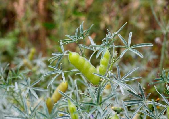 Schmalblaettrige Lupine, Blaue Lupine (Lupinus angustifolius), fruchtend Narrow-leafed Lupin, Blue Lupin (Lupinus angustifolius), fruiting BLWS674547 *** Narrow-leafed Lupine, Blue Lupine Lupinus angustifolius , fruchtend Narrow leafed lupin, Blue Lupin Lupinus angustifolius , fruiting BLWS674547 Copyright: xblickwinkel B.xRainerx
