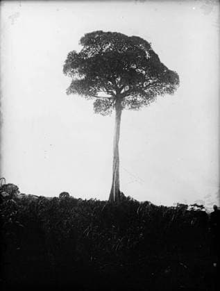 Ministry of Information First World War Official Collection German East African Campaign. Tree at Morogoro, where Germans had a lookout. Copyright: xpiemagsx minofinfopieww04102022-288 !ACHTUNG AUFNAHMEDATUM GESCHÄTZT!