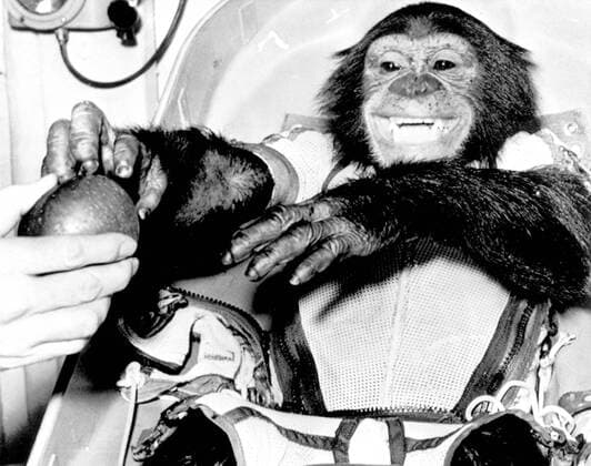 Ikonische Bilder der Zeitgeschichte RECORD DATE NOT STATED (31 Jan. 1961) --- Closeup view of the chimpanzee Ham , the live test subject for the Mercury-Redstone 2 (MR-2) test flight, following his successful recovery from the Atlantic. 1062_36_M_-855-