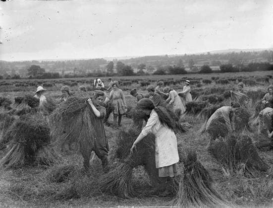 Ministry of Information First World War Official Collection Girl workers tying and stacking the flax. Copyright: xpiemagsx minofinfopieww04102022-1338 !ACHTUNG AUFNAHMEDATUM GESCHÄTZT!