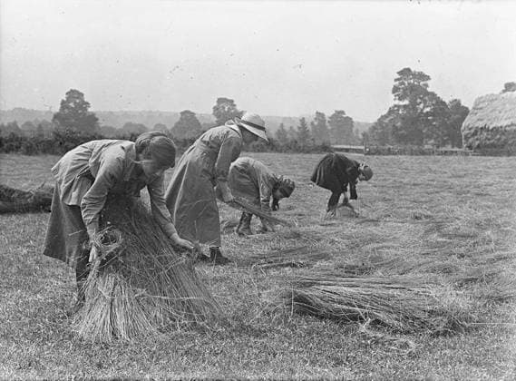 Ministry of Information First World War Official Collection College girl workers laying out flax for dew ripening. Copyright: xpiemagsx minofinfopieww04102022-1352 !ACHTUNG AUFNAHMEDATUM GESCHÄTZT!