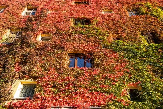 Autumn leaves on a house facade in Gudvanger Straße in Berlin Prenzlauer Berg Autumn leaves on a house facade in Gudvanger Straße in Berlin Prenzlauer Berg Autumn in Berlin s_p20220930-10651.jpg