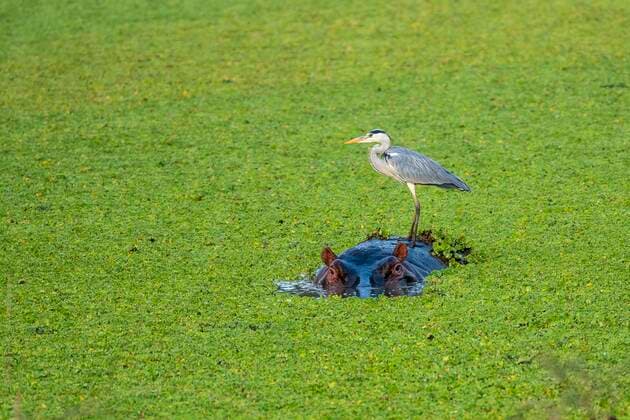 Creative Highlights World Graureiher (Ardea cinerea), Nilpferd (Hippopotamus amphibius), Wassersalat (Pistia stratiotes), South Luangwa, Sambia, Afrika *** Grey heron Ardea cinerea , Nilpferd Hippopotamus amphibius , Water salad Pistia Stratiotes , South Luangwa, Zambia, Africa Copyright: imageBROKER/ErichxSchmidt ibxeri08629283.jpg