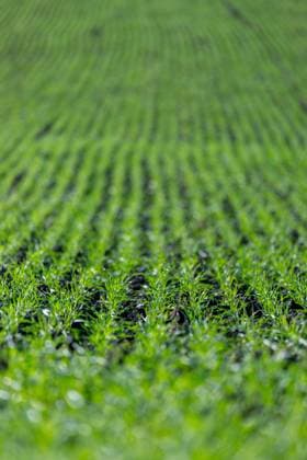 IMAGO Creative, Biodynamische Landwirtschaft Fresh green plants on an agriculture field , 34953522.jpg, field, fertile, plant, agriculture, monoculture, monocropping, pure culture, plantation, culture, green, fresh, farming, farm, nutrient, husbandry, eco farming, biodynamic, industrial farming, beautiful, organic, organic farming, healthy, crop, soil, fertile soil, dung, manure, crop growing, fertiliser, cultivation farming, grass, ecosystem, pomace, industry, meadow, land, food industry, plant nutrient