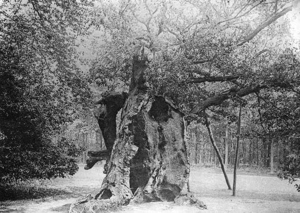 RECORD DATE NOT STATED The Shambles Oak, Sherwood Forest, 1904. Hollow oak tree also known as Robin Hood s Larder, said to have been used by Robin Hood to store venison. The Shambles Oak, Sherwood Forest, 1904. Artist: Unknown 