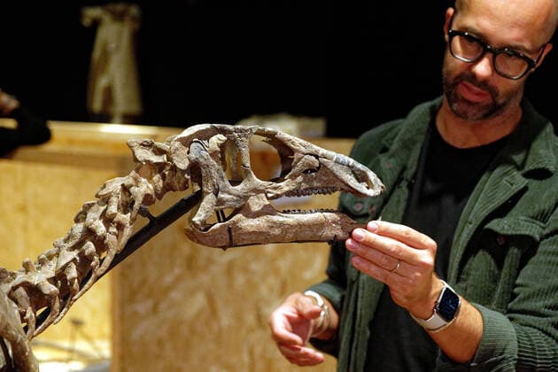 Bilder des Jahres 2022, News 10 Oktober News Themen der Woche KW41 Paris, Vorbereitungen auf Versteigerung von Dinosaurier-Skelett in Paris aris France 14 Octobre 2022 Illustration avant la vente annuelle Naturalia a Drouot montage du squelette fossilise de Zephyr, un dinosaure de la famille des iguanodon vieux de plus de 150 millions d™annees Son estimation est comprise entre 400 000 et 500 000 â‚¬. Decouvert en 2019 dans le Colorado (USA) Zephyr a fait l objet d™une minutieuse restauration assuree par une equipe de paleontologues italiens. Illustration before the annual Naturalia sale at Drouot Montage of the fossilized skeleton of Zephyr, a dinosaur from the iguanodon family over 150 million years old. Its estimate is between â‚¬400,000 and 500,000. Discovered in 2019 in Colorado (USA), Zephyr has undergone a meticulous restoration carried out by a team of Italian p  Copyright: xBrunoxLevesquex