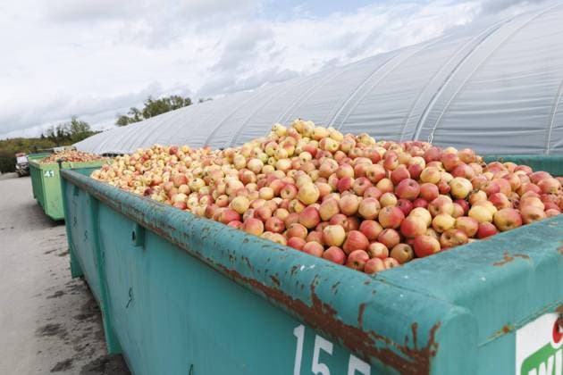 Cem Oezdemir (Buendnis 90 Die Gruenen), Bundesminister fuer Ernaehrung und Landwirtschaft, besucht das Kompetenzzentrum Obstbau Bodensee, KOB. Ravensburg, 15.10.2022. Ravensburg Germany *** Cem Oezdemir Buendnis 90 Die Gruenen , Federal Minister for Food and Agriculture, visits the Kompetenzzentrum Obstbau Bodensee, KOB Ravensburg, 15 10 2022 Ravensburg Germany Copyright: xJulianxRettigx
