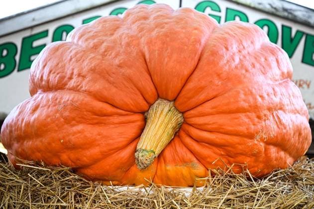 October 15, 2022, Tampa, Florida, USA: A pumpkin weighing 969 pounds, lays on top of a bed of hay at Bearss Groves on Saturday, Oct. 15, 2022, in Tampa. Tampa USA - ZUMAs70_ 20221015_zan_s70_016 Copyright: xJeffereexWoox