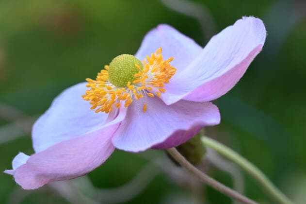 Herbst- blühende Herbst-Anemone (Anemone hupehensis) *** Autumn flowering autumn anemone Anemone hupehensis