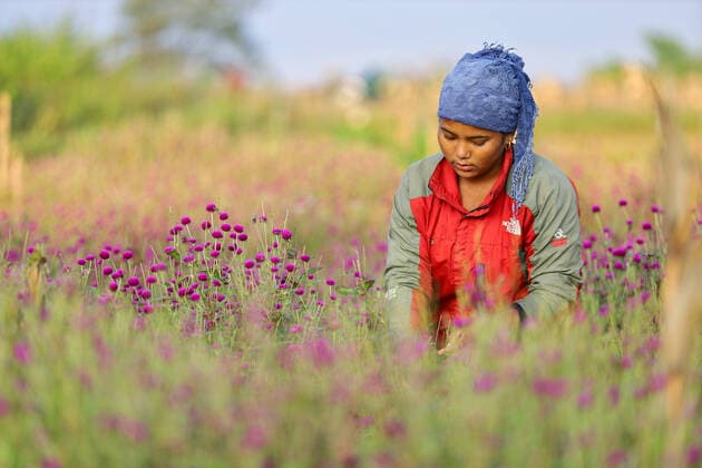 News Themen der Woche KW41 Florists in Nepal prepare Gomphrena Globosa for Tihar Nepali florists pluck Gomphrena Globosa for the upcoming festival of Tihar- the five days festival which is also known as festival of flowers and lights. Gundu- the hilltown in outskirts of Bhaktapur is considered pocket-area for the flower. The floral village with pre-dominantly Newar settlement gets into preparations for flowers starts from the month of February. Farmers sow seeds for the flowers by the mid of March and within a month or half the saplings are then transferred into fields and is taken care after. flowers get ready to be plucked from the Month of July or August and garlands are made immediately from then. Bhaktapur Bagmati Nepal Copyright: xSubashxShresthax