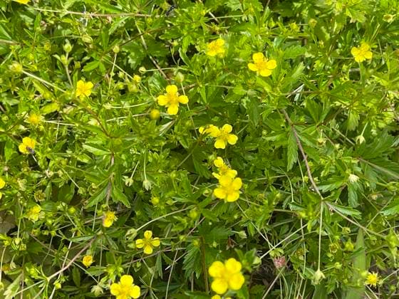 Blutwurz, Potentilla erecta, ist eine wichtige Heilpflanze mit gelben Blueten. Bloodroot, Potentilla erecta, is an important medicinal plant with yellow flowers Blutwurz, Potentilla erecta *** Bloodroot, Potentilla erecta, is an important medicinal plant with yellow flowers Bloodroot, Potentilla erecta, is an important medicinal plant with yellow flowers Bloodroot, Potentilla erecta