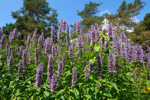 Duftnessel (Agastache) im Park, Warendorf, Nordrhein-Westfalen, Deutschland, Europa *** Scented nettle Agastache at Park, Warendorf, North Rhine Westphalia, Germany, Europe Copyright: imageBROKER WilfriedxWirth ibxdwh08700912.jpg
