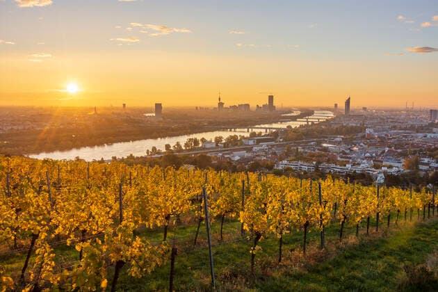 sunrise at Vienna, vineyards, river Donau (Danube), tower Donauturm, DC Tower 1, Millennium Tower, view from hill Nußberg Wien, Vienna Wien Austria 00. overview