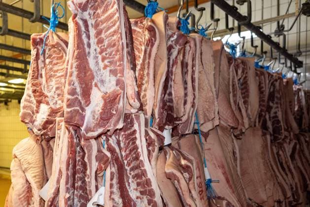 Deutschland 14. Oktober 2022: In einem Schlachthof für Schweine hängen zerlegte Teile von geschlachteten Tieren. In der Fleischwirtschaft werden Tiere geschlachtet und in der Fleischproduktion zu Fleischprodukten verarbeitet die Fleischkonsumenten unter anderem als Wurst und Fleisch als Nahrungsmittel zu sich nehmen. Niedersachsen *** Germany 14 October 2022 Dissected parts of slaughtered animals hang in a slaughterhouse for pigs In the meat industry, animals are slaughtered and processed in meat production into meat products that meat consumers eat as sausage and meat as food Lower Saxony, among other things Copyright: xFotostandx xGelhotx