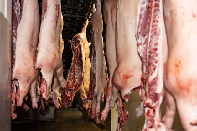 Deutschland 14. Oktober 2022: In einem Schlachthof für Schweine hängen zerlegte Schweinehälften. In der Fleischwirtschaft werden Tiere geschlachtet und in der Fleischproduktion zu Fleischprodukten verarbeitet die Fleischkonsumenten unter anderem als Wurst und Fleisch als Nahrungsmittel zu sich nehmen. Niedersachsen *** Germany 14 October 2022 In a slaughterhouse for pigs, cut-up halves of pigs hang In the meat industry, animals are slaughtered and processed in meat production into meat products that meat consumers eat as sausage and meat as food Lower Saxony, among other things Copyright: xFotostandx xGelhotx