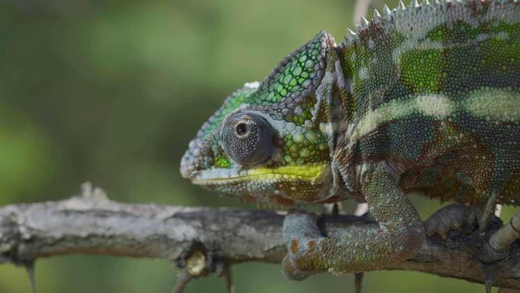 Close-up one chameleons, the at a Ast sits and itself looks around Panther chameleon Furcifer pardalis Copyright: imageBROKER/AndreyxNekrasov ibxaaa08520005.jpg