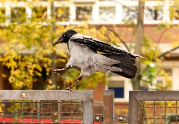 RECORD DATE NOT STATED Dance of the Nebelkrähe Nebelkrähe Berlin Schöneberg Berlin Deutschland *** Dance of the Fog Crow Fog Crow Berlin Schöneberg Berlin Germany Copyright: xRayxvanxZeschaux