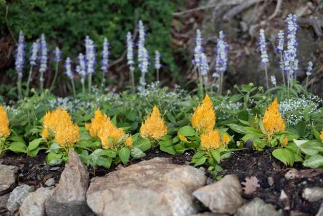 Hahnenkamm (Celosia argentea L.), Meran, Südtirol, Italien, Europa *** Hahnenkamm Celosia Argentea l , Merano, South-Tirol, Italy, Europe Copyright: imageBROKER StephanxSchulz ibxssz08603605.jpg