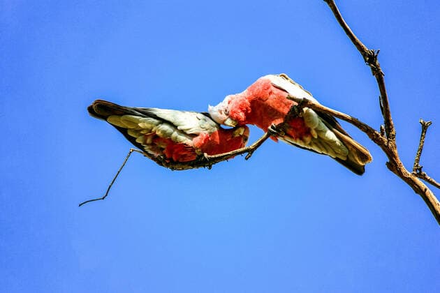 Creative Highlights World Australian Galah (Eolophus roseicapilla) A pair of Australian Galahs (Eolophus roseicapilla) perching on a tree in Sydney, NSW Australia. Sydney New South Wales (NSW) Australia Copyright: xTaraxMalhotrax