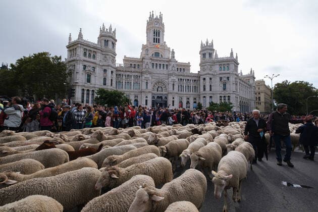 Bilder des Jahres 2022, News 10 Oktober News Bilder des Tages Spanien, Fest der Wanderschäferei in Madrid The Feast Of The Transhumance Returns To The Streets Of Madrid A flock of more than 1,000 sheep walks through the center of Madrid, on 23 October, 2022 in Madrid, Spain. The Transhumance Festival is a traditional event that has been held since 1994 and fills the main thoroughfares of the Spanish capita madrid Spain  Copyright: xOscarxGonzalezx originalFilename: gonzalez-notitle221023_npALu.jpg