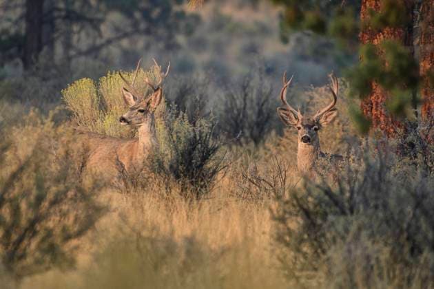 USA, Oregon, Bend, Odocoileus hemionus, Mule Deer bucks 