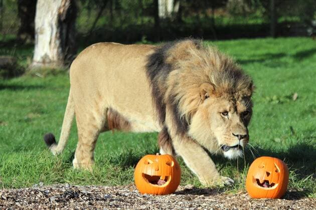 **VIDEO AVAILABLE. CONTACT INFO@COVERMG.COM TO RECEIVE.** Animals at ZSL Whipsnade Zoo took part in early Halloween celebrations on Monday 24 October. African lion Khari was among the clawed creatures investigating spooky, carved, jack-o-lanterns, which zookeepers had filled with their favourite treats and hidden around their habitats. The conservation zoo?s ring-tailed lemurs spared no time removing the lids from the pumpkins and picking out the sweetcorn concealed inside, while greater one-horned rhino mum Behan and her daughter Zhiwa, for whom pumpkin itself is a special treat, had fun rolling the spooky vegetables around with their horns before munching on the tasty pumpkin flesh. ZSL Whipsnade Zoo?s Zoological Manager, Matthew Copyright: xx 52107163 EDITORIAL USE ONLY. NOT FOR USE BY NEWSPAPERS BASED IN THE UK.
