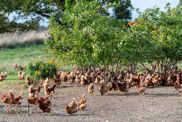 News Bilder des Tages Kiel, Schönberg, 24. Oktober 2022. Die Geflügelpestausbrüche setzen sich weiter fort. Landwirtschaftsstaatssekretärin Anne Benett-Sturies appelliert dringend an alle privaten und gewerblichen Geflügelhalter- und Halterinnen die Sicherheitsmaßnahmen und Verordnungen einzuhalten. *** Kiel, Schönberg, 24 October 2022 The avian influenza outbreaks continue to continue Secretary of Agriculture Anne Benett Sturies urgently appeals to all private and commercial poultry farmers and keepers to comply with the safety measures and regulations