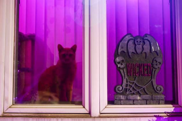 Halloween Decorations In New York A cat and Halloween decoration in a house window in Queens area, New York, United States, on October 24, 2022. New York United States  Copyright: xBeataxZawrzelx originalFilename: zawrzel-hallowee221024_nprtH.jpg