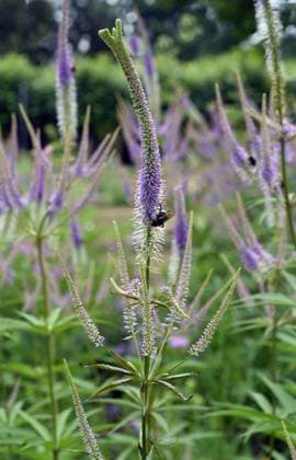 Ehrenpreis, Veronica longifolia ist eine wunderschoene bienenfreundliche Staude mit blauen Blueten. Speedwell, Veronica longifolia is a beautiful bee friendly perennial with blue flowers. *** Speedwell, Veronica longifolia is a beautiful bee friendly perennial with blue flowers Speedwell, Veronica longifolia is a beautiful bee friendly perennial with blue flowers