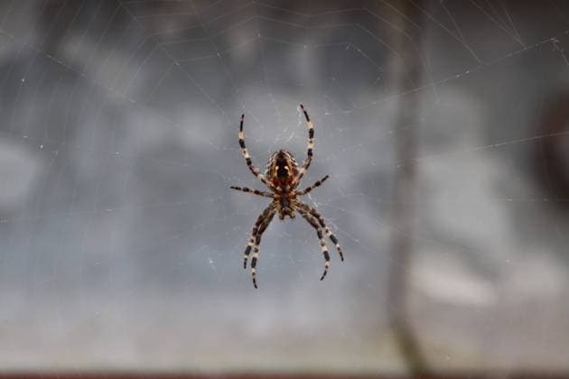 Rückeroth Themenfoto: Tier, Insekten, Spinnen, 30.10.2022 Eine große Gartenkreuzspinne (Araneus diadematus) webt ihr Netz, Themenfoto: Tier, Insekten, Spinnen - *** Rückeroth theme photo animal, insects, spiders, 30 10 2022 A large garden cross spider Araneus diadematus weaves its web, theme photo animal, insects, spiders Copyright: xAugstx xEibner-Pressefotox EP_jat