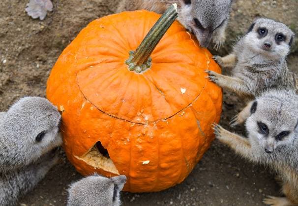 (221031) -- ZAGREB, Oct. 31, 2022 -- Meerkats are seen around a pumpkin filled with food at the Zagreb Zoo in Zagreb, Croatia, Oct. 30, 2022. ( via Xinhua) CROATIA-ZAGREB-HALLOWEEN-ZOO JosipxRegovic PIXSELL 
