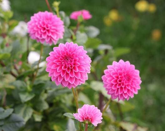 31.10.2022, Deutschland, NRW, Blumenzucht, Pflanzen, Schnittblumen, Pinkfarbene Dahlien auf einem Feld, Dahlie NRW Deutschland *** 31 10 2022, Germany, NRW, floriculture, plants, cut flowers, pink dahlias on a field, dahlia NRW Germany Copyright: xDoritxKerlekin SnowfieldxPhotographyx SF311022DahlieD01