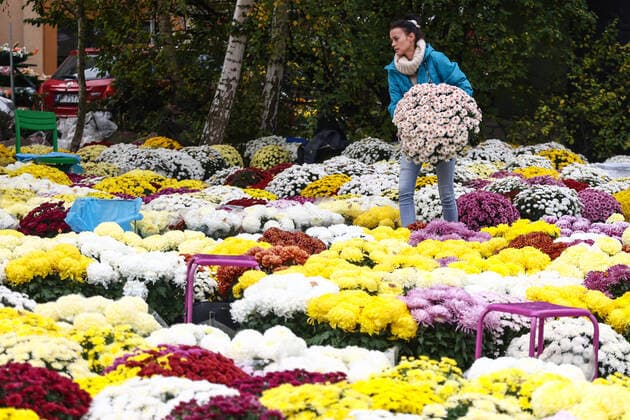 News Bilder des Tages All Saints Day In Poland Chrysanthemums flowers on display for sale during All Saints Day celebration at the Rakowicki Cemetery in Krakow, Poland, on November 1st 2022. Krakow Poland  Copyright: xBeataxZawrzelx originalFilename: zawrzel-allsaint221101_npMnU.jpg