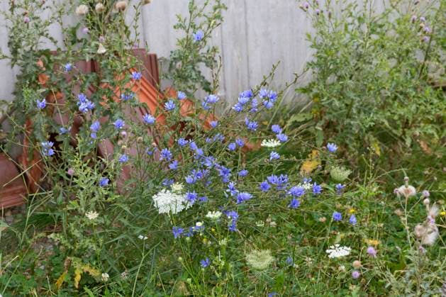 Gewoehnliche Wegwarte, Gemeine Wegwarte, Zichorie (Cichorium intybus), blueht auf Ruderalflaeche, Deutschland blue sailors, common chicory, wild succory (Cichorium intybus), blooming on ruderal area, Germany BLWS674823 *** Usual chicory, Common chicory, Chicory Cichorium intybus , blooms at ruderal area, Germany Blue sailors, Common chicory, Wild succory Cichorium intybus , blooming ON Ruderal area Germany BLWS674823 Copyright: xblickwinkel F.xHeckerx