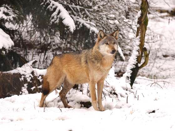 Europaeischer Wolf, Europaeischer Grauwolf, Gewoehnlicher Wolf, Gemeiner Wolf (Canis lupus lupus), im verschneiten Winterwald, Deutschland, Sachsen European gray wolf (Canis lupus lupus), in snowy forest, Germany, Saxony BLWS674963 *** european Wolf, european gray wolf, Usual Wolf, Common Wolf Canis Lupus Lupus , at snowy winter forest, Germany, Saxony European Gray Wolf Canis Lupus Lupus , in Snowy forest, Germany, Saxony BLWS674963 Copyright: xblickwinkel S.xMeyersx
