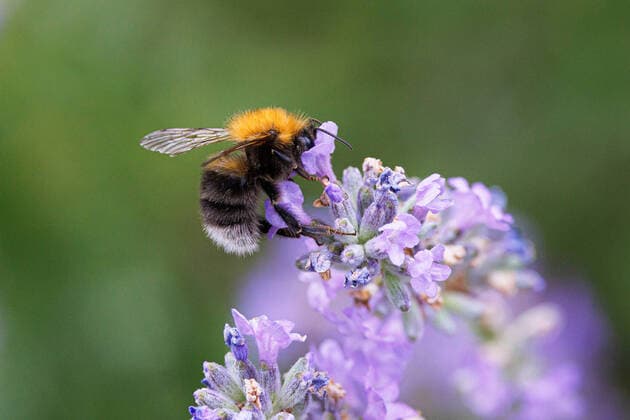 tree bumblebee, Tree Hummel Bombus hypnorum, Psithyrus hypnorum , drinks Nectar to Lavender, Germany, Bavaria Tree bumblebee, New Garden Bumblebee Bombus hypnorum, Psithyrus hypnorum , SUCKS Nectar from lavender, Germany, Bavaria BLWS675292 Copyright: xblickwinkel A.xHartlx