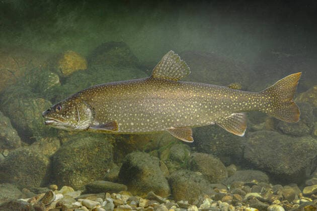 Creative Highlights World Seesaibling, Stutzersaibling, Amerikanischer Seesaibling, Amerikanische Seeforelle, Kanadische Seeforelle (Salvelinus namaycush), Seitenansicht American lake trout, Great Lake trout, lake trout (Salvelinus namaycush), side view BLWS675628 *** arctic char, dwarf char, American arctic char, American lake trout, Canadian Arctic Salvelinus namaycush , Side view American Lake trout, Great Lake trout, Lake Trout Salvelinus namaycush , Side View BLWS675628 Copyright: xblickwinkel A.xHartlx