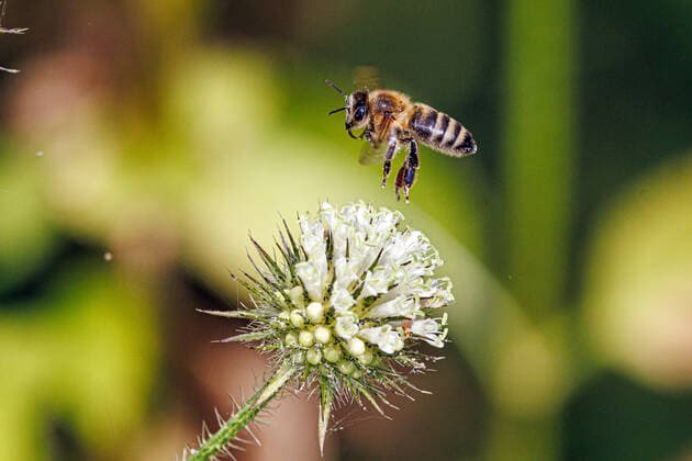 hairy card, Lean Card Dipsacus strigosus , Bluetenstand with honey bee, pollinator, Germany, Bavaria Yellow flowered teasel Dipsacus strigosus , inflorescence With Honey bee, pollinator, Germany, Bavaria BLWS675695 Copyright: xblickwinkel A.xHartlx