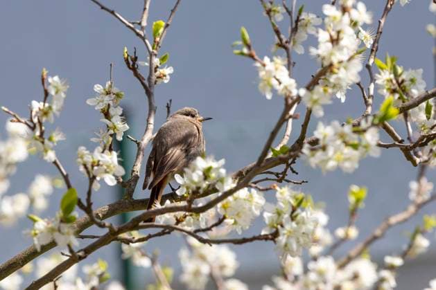 Hausrotschwanz, Phoenicurus ochruros, Singvogel *** black redstart, Phoenicurus ochruros, Songbird 1065529420