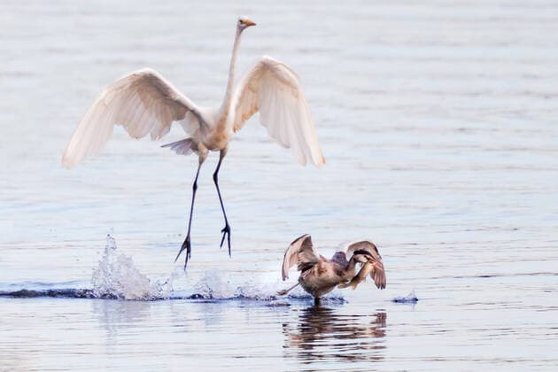 Creative Highlights World Haubentaucher, Hauben-Taucher (Podiceps cristatus), fluechtet mit erbeutetem grossen Hecht vor Silberreiher, Deutschland, Bayern great crested grebe (Podiceps cristatus), fleeing from a great egret with caught large spike, Germany, Bavaria BLWS675732 *** great crested grebe Hoods Divers podiceps cristatus , flees with erbeutetem Big ones Pike before egret, Germany, Bavaria Great Crested Grebe podiceps cristatus , fleeing from a Great Egret With Caught Large spike, Germany, Bavaria BLWS675732 Copyright: xblickwinkel A.xHartlx