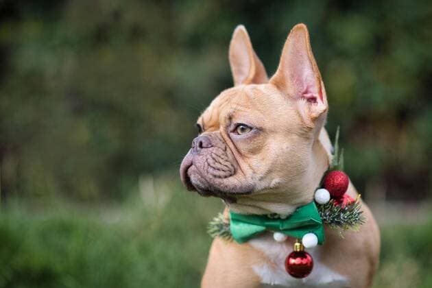  Red fawn Französisch Bulldog Hund trägt saisonale Weihnachten Kragen mit grüner Fliege auf unscharfen grünen Hintergrund mit Kopie Raum *** Red Fawn French Bulldog Dog carries seasonal Christmas Collar with green Fly at fuzzy Greens Background with Copy Room Copyright: imageBROKER/Firn ibxmob08726412.jpg