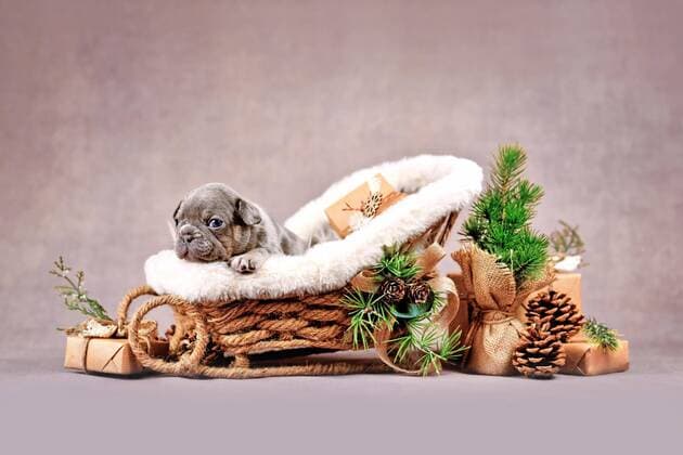  Merle Französische Bulldogge Hundewelpe im Weihnachtsschlitten umgeben von saisonaler Dekoration *** Merle French Bulldog Dog puppy at Christmas sled surrounded from Seasonal Decoration Copyright: imageBROKER/Firn ibxmob08741487.jpg