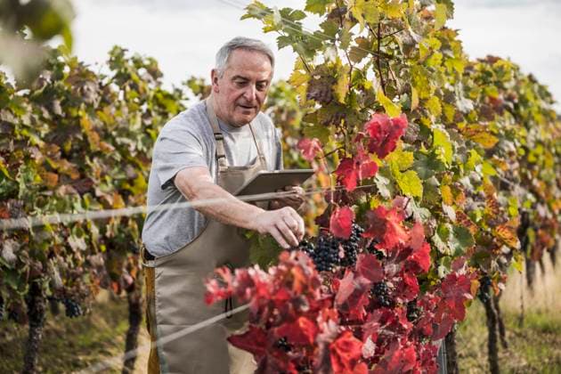 Senior farmer with tablet PC analyzing grapes in winery model released, Symbolfoto, UUF27398