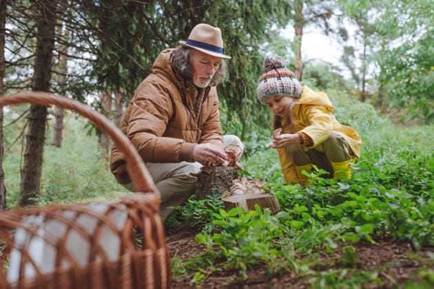 Grandfather and granddaughter picking up mushrooms in forest model released, Symbolfoto, YTF00248